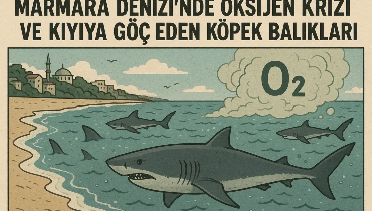 Marmara Denizi’ndeki Oksijen Krizi ve Kıyıya Göç Eden Köpek Balıkları